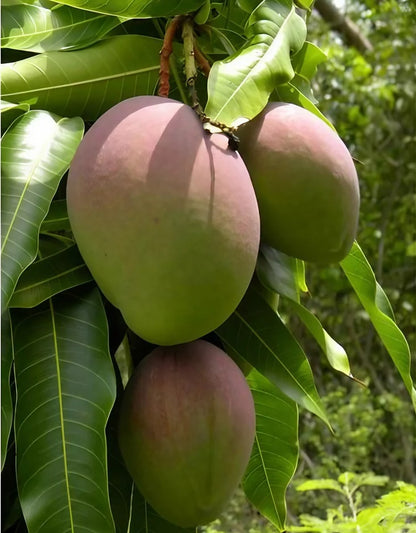 Alice Mango Aam Grafted Healthy Fruit Plant