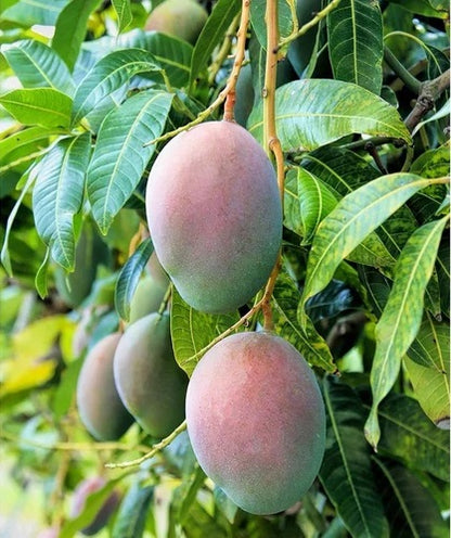 Alice Mango Aam Grafted Healthy Fruit Plant