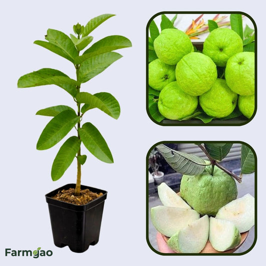 Allahabad Safeda Guava Air Layered Healthy Fruit Plant