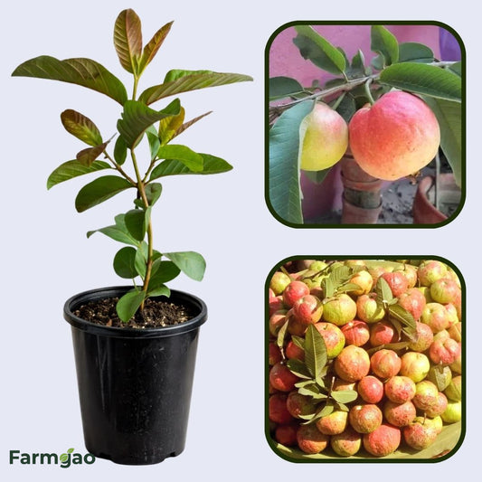 Allahabad Surkha Guava Air Layered Healthy Fruit Plant