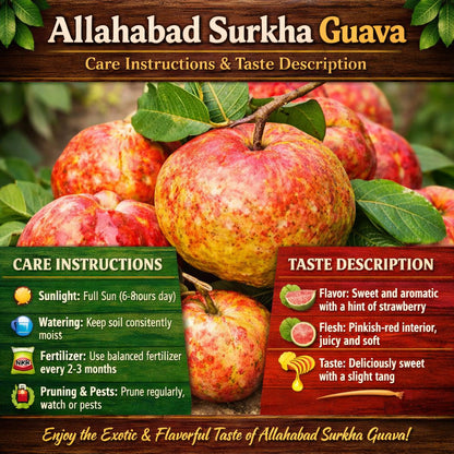 Allahabad Surkha Guava Air Layered Healthy Fruit Plant