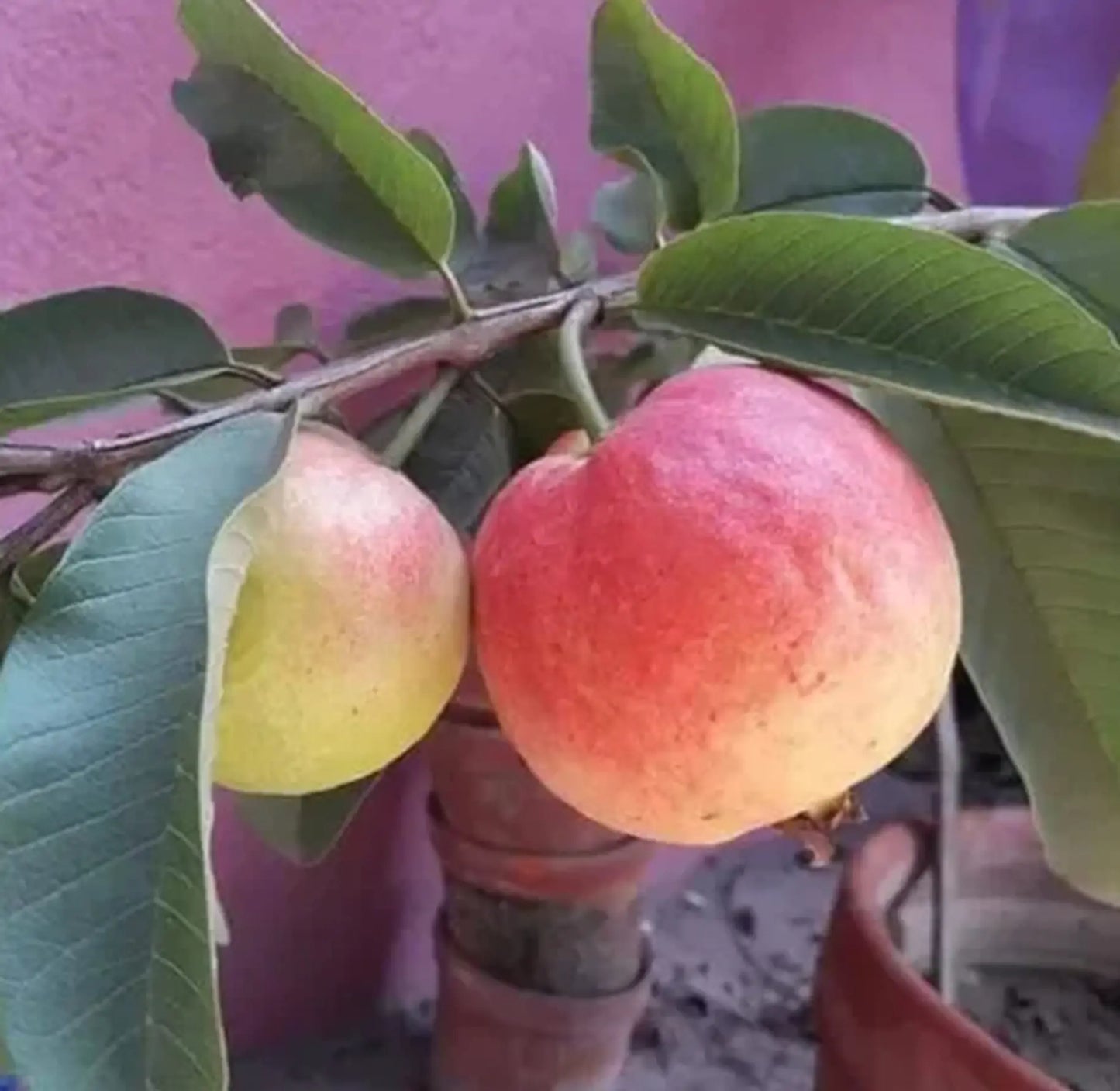 Allahabad Surkha Guava Air Layered Healthy Fruit Plant
