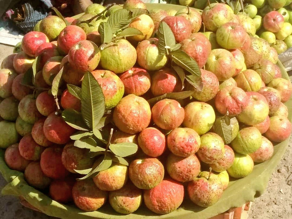 Allahabad Surkha Guava Air Layered Healthy Fruit Plant