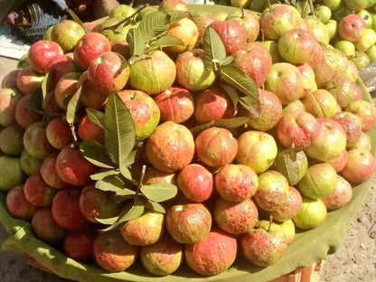 Allahabad Surkha Guava Air Layered Healthy Fruit Plant