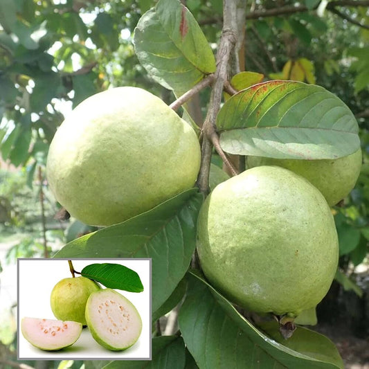 Allahabad Safeda Guava Air Layered Healthy Fruit Plant