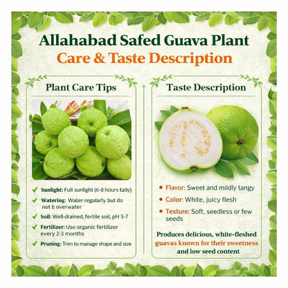 Allahabad Safeda Guava Air Layered Healthy Fruit Plant