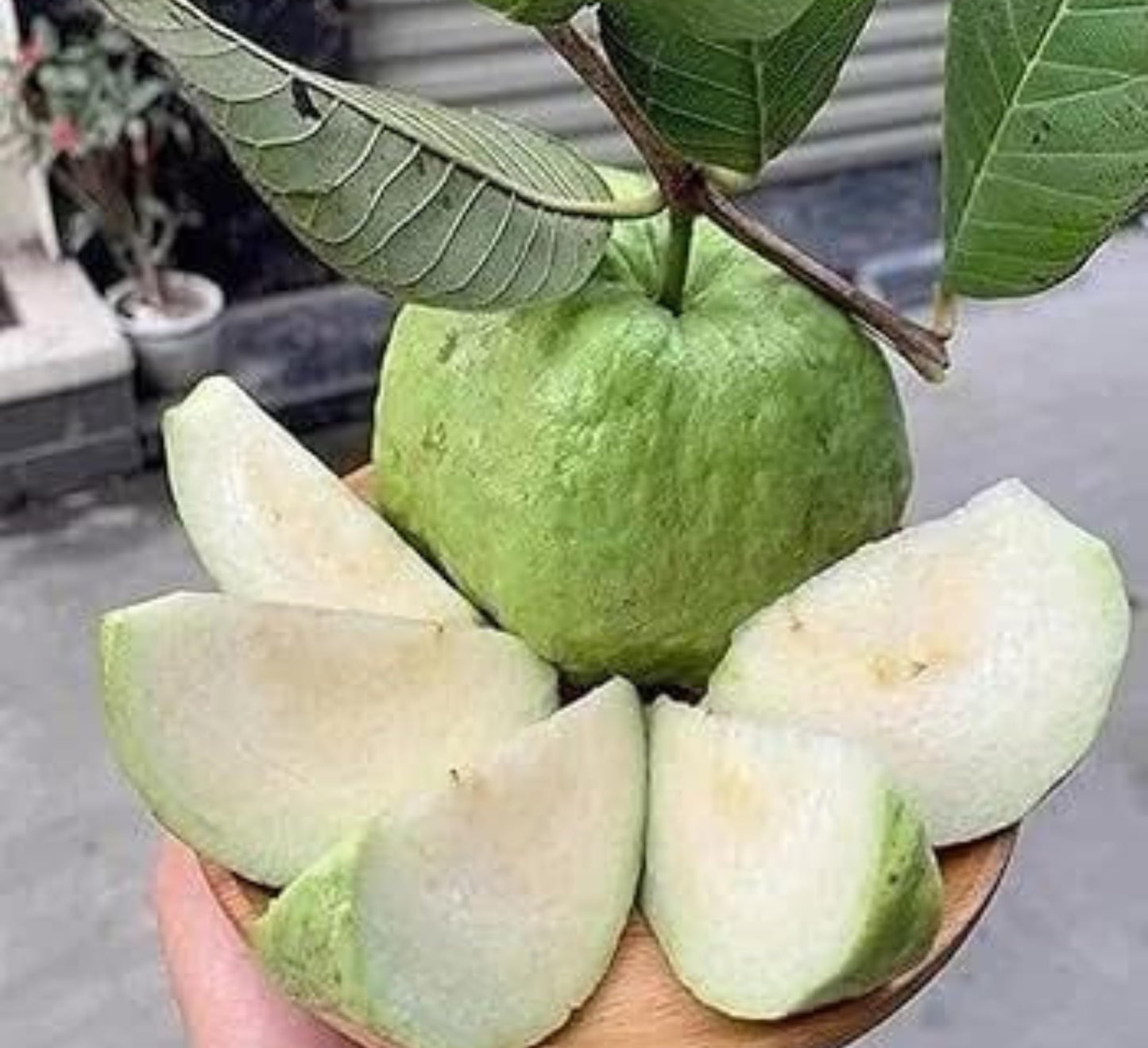 Allahabad Safeda Guava Air Layered Healthy Fruit Plant