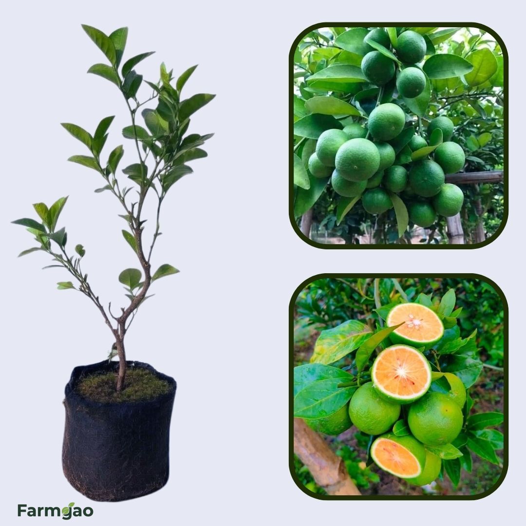 Allen Eureka Lemon Plant Live Nimbu Tree Kagzi Lemon Citrus Limon Fruit Plant