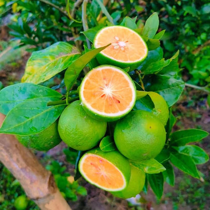 Allen Eureka Lemon Plant Live Nimbu Tree Kagzi Lemon Citrus Limon Fruit Plant