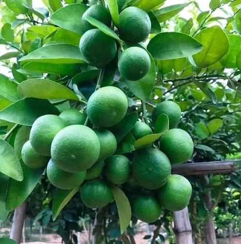 Allen Eureka Lemon Plant Live Nimbu Tree Kagzi Lemon Citrus Limon Fruit Plant