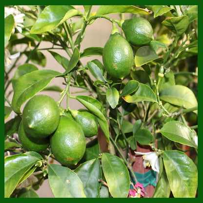 Allen Eureka Lemon Plant Live Nimbu Tree Kagzi Lemon Citrus Limon Fruit Plant