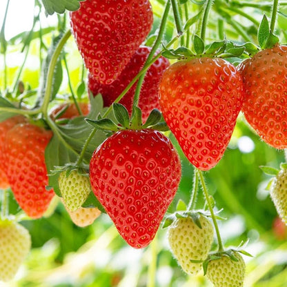 Allstar Strawberry Healthy Sweet Home Garden Kitchen Garden Terrace Balcony Fruit Plant