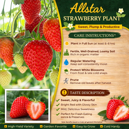 Allstar Strawberry Healthy Sweet Home Garden Kitchen Garden Terrace Balcony Fruit Plant