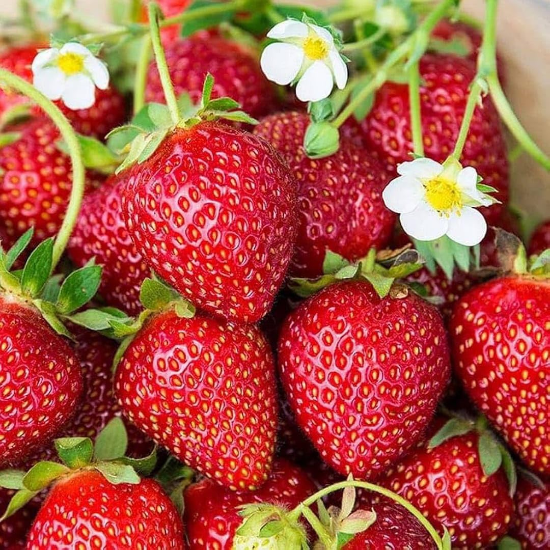 Allstar Strawberry Healthy Sweet Home Garden Kitchen Garden Terrace Balcony Fruit Plant