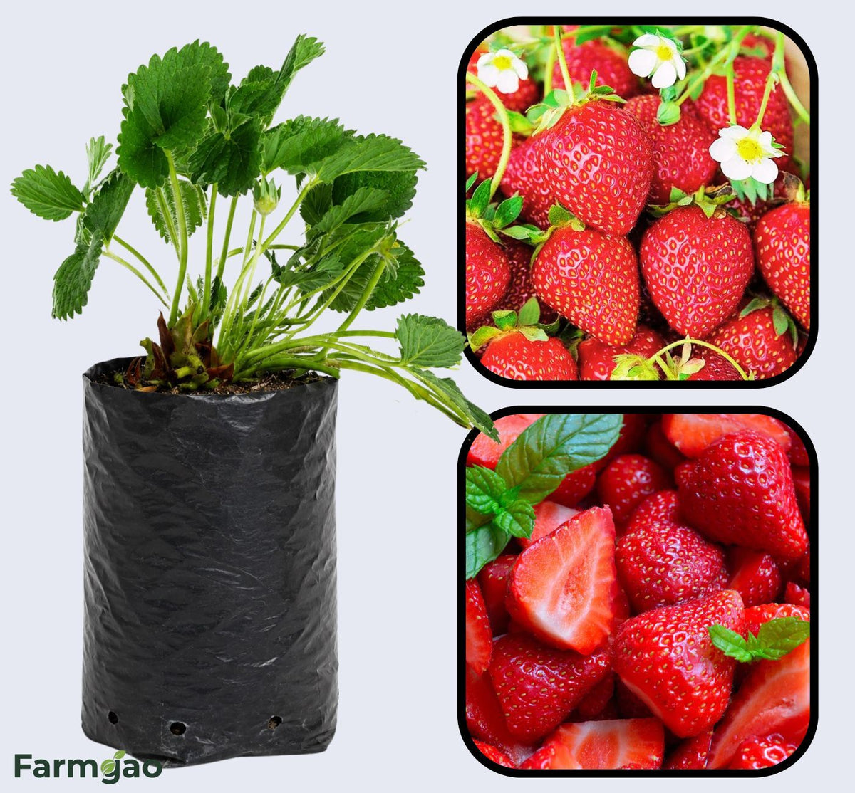 Allstar Strawberry Healthy Sweet Home Garden Kitchen Garden Terrace Balcony Fruit Plant