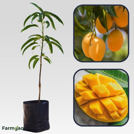 Alphonso(Hapus) Mango Aam Grafted Healthy Fruit Plant