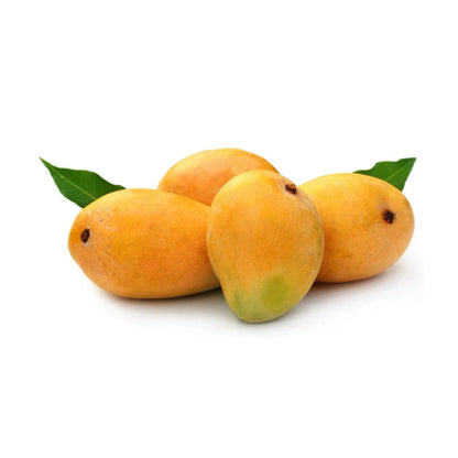 Alphonso(Hapus) Mango Aam Grafted Healthy Fruit Plant