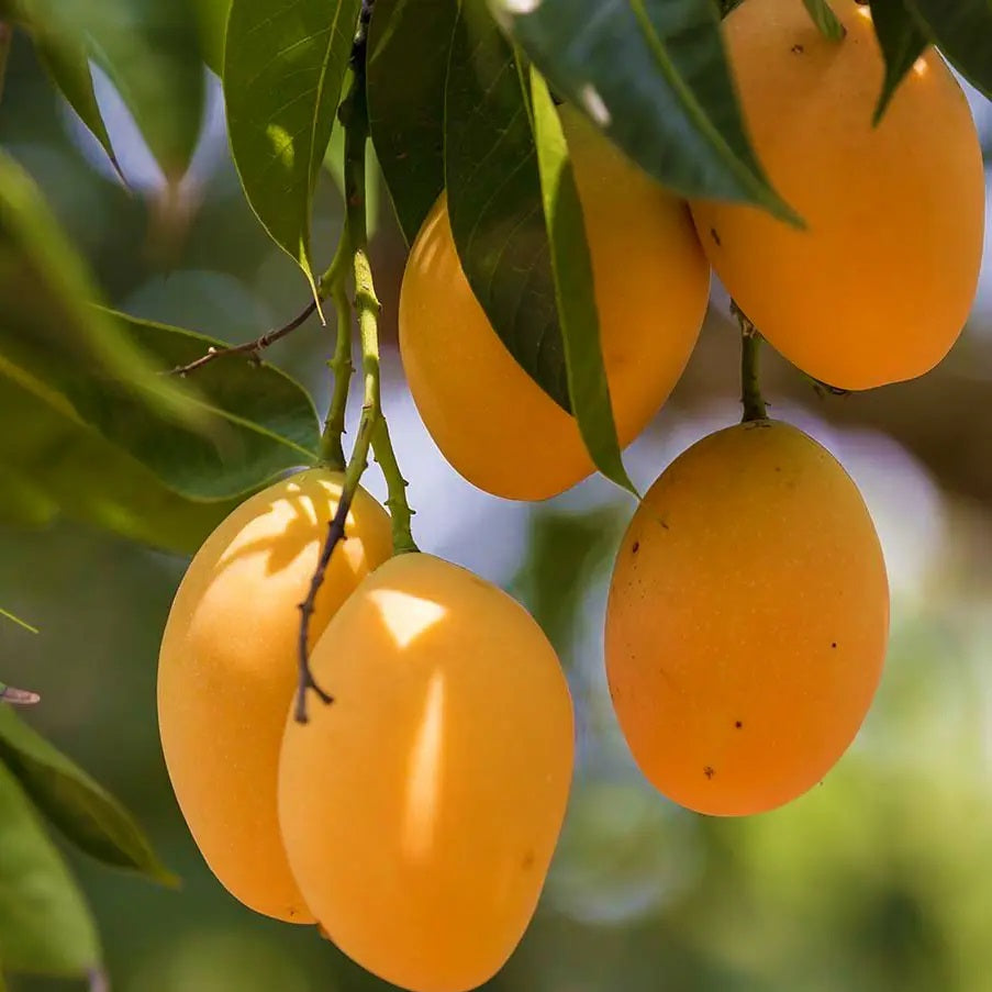 Alphonso(Hapus) Mango Aam Grafted Healthy Fruit Plant