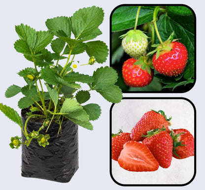 Alpine Strawberry (Fragaria vesca) Strawberry Healthy Sweet Home Garden Kitchen Garden Terrace Balcony Fruit Plant