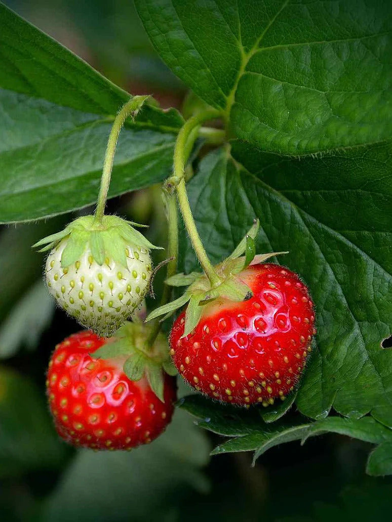 Alpine Strawberry (Fragaria vesca) Strawberry Healthy Sweet Home Garden Kitchen Garden Terrace Balcony Fruit Plant