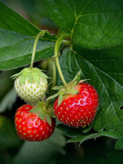 Alpine Strawberry (Fragaria vesca) Strawberry Healthy Sweet Home Garden Kitchen Garden Terrace Balcony Fruit Plant