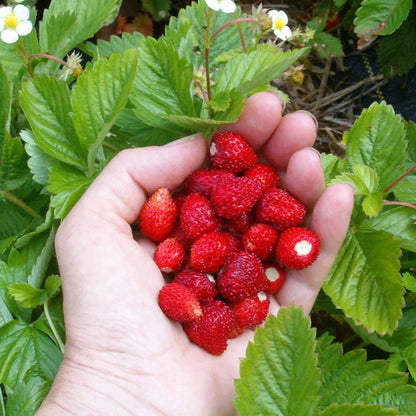 Alpine Strawberry (Fragaria vesca) Strawberry Healthy Sweet Home Garden Kitchen Garden Terrace Balcony Fruit Plant