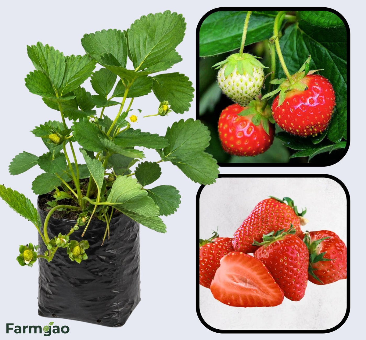 Alpine Strawberry (Fragaria vesca) Strawberry Healthy Sweet Home Garden Kitchen Garden Terrace Balcony Fruit Plant