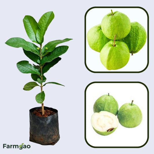 Alta Verapaz White Guava Air Layered Healthy Fruit Plant
