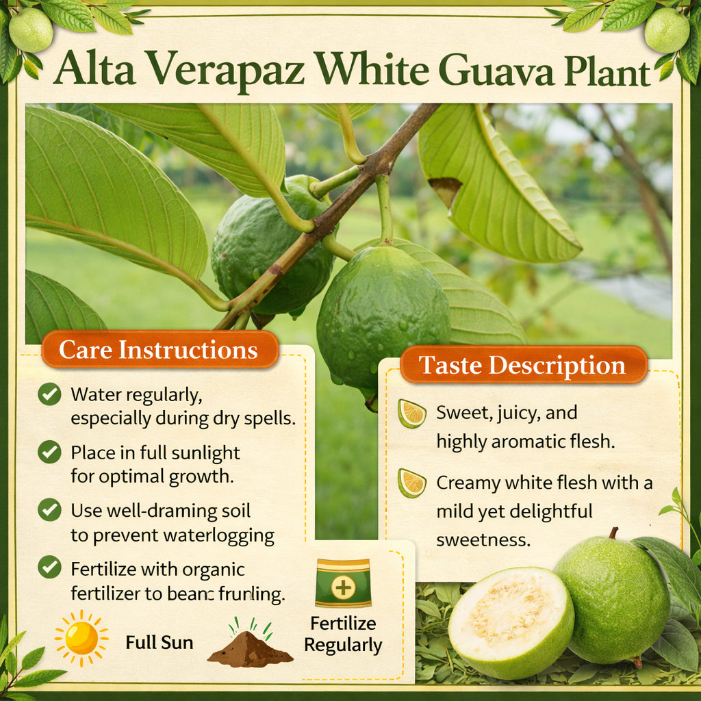 Alta Verapaz White Guava Air Layered Healthy Fruit Plant