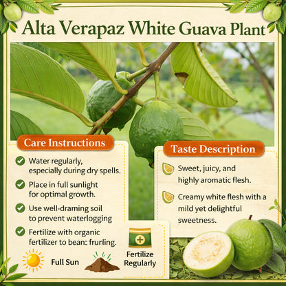 Alta Verapaz White Guava Air Layered Healthy Fruit Plant