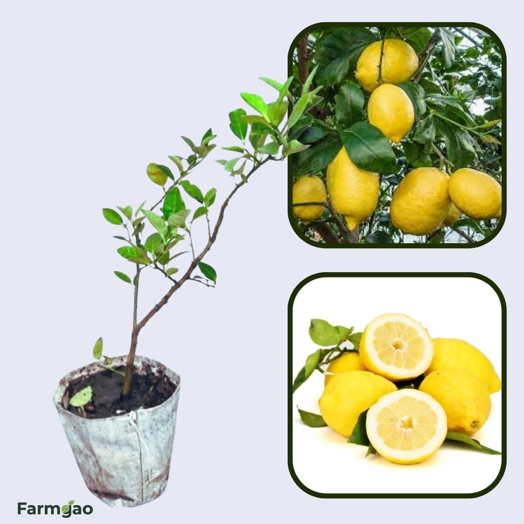 Amalfi Coast Lemon Plant Live Nimbu Tree Kagzi Lemon Citrus Limon Fruit Plant