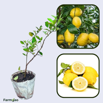 Amalfi Coast Lemon Plant Live Nimbu Tree Kagzi Lemon Citrus Limon Fruit Plant