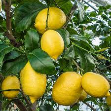 Amalfi Coast Lemon Plant Live Nimbu Tree Kagzi Lemon Citrus Limon Fruit Plant