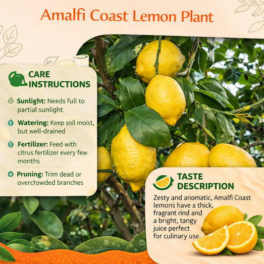Amalfi Coast Lemon Plant Live Nimbu Tree Kagzi Lemon Citrus Limon Fruit Plant