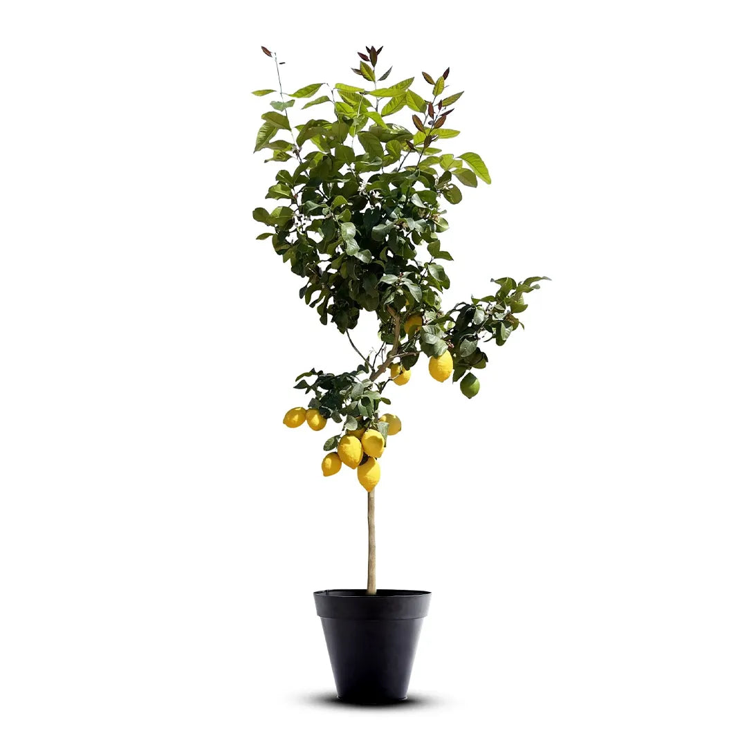 Amalfi Coast Lemon Plant Live Nimbu Tree Kagzi Lemon Citrus Limon Fruit Plant