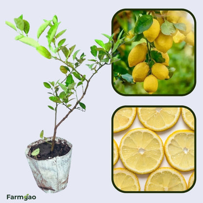 Amalfi Lemon (Sfusato Amalfitano) Plant Live Nimbu Tree Kagzi Lemon Citrus Limon Fruit Plant