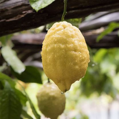 Amalfi Lemon (Sfusato Amalfitano) Plant Live Nimbu Tree Kagzi Lemon Citrus Limon Fruit Plant