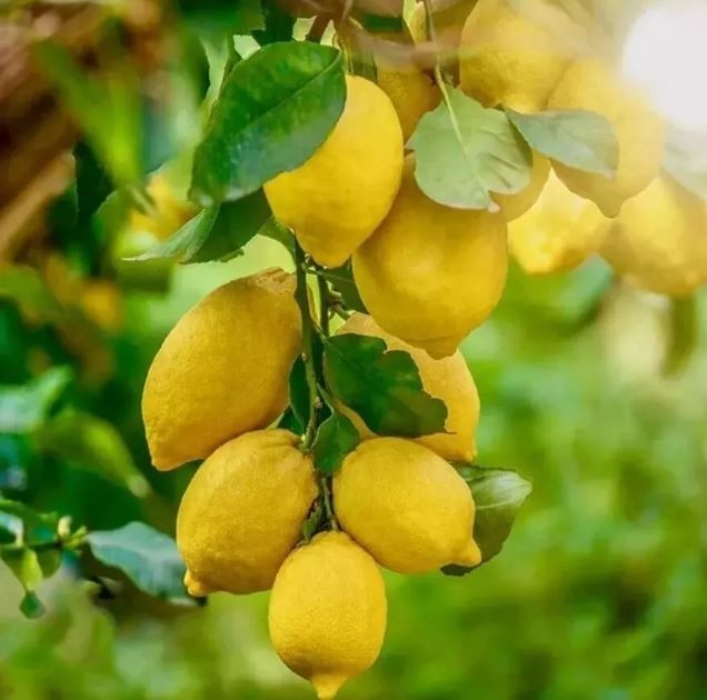 Amalfi Lemon (Sfusato Amalfitano) Plant Live Nimbu Tree Kagzi Lemon Citrus Limon Fruit Plant