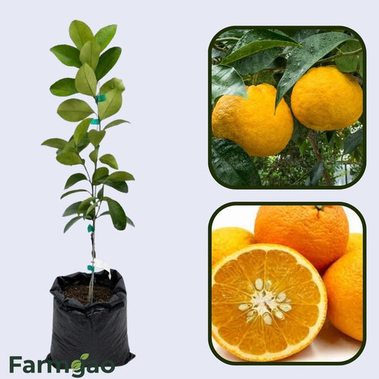 Amanatsu Orange Grafted Healthy Fruit Plant