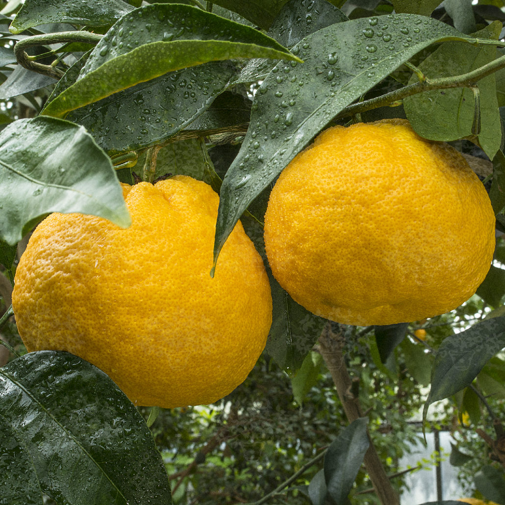 Amanatsu Orange Grafted Healthy Fruit Plant