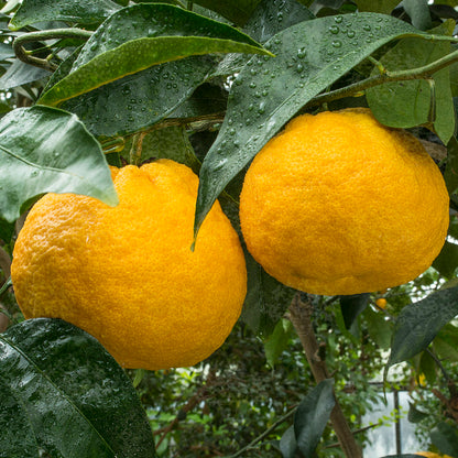 Amanatsu Orange Grafted Healthy Fruit Plant