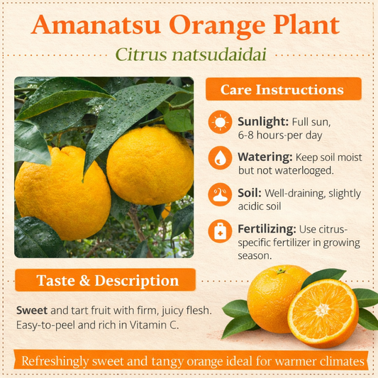 Amanatsu Orange Grafted Healthy Fruit Plant