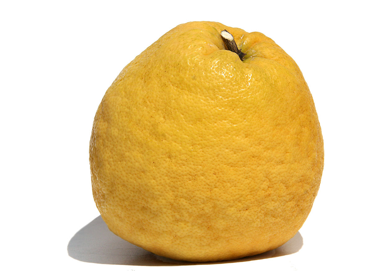 Amanatsu Orange Grafted Healthy Fruit Plant