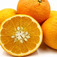 Amanatsu Orange Grafted Healthy Fruit Plant