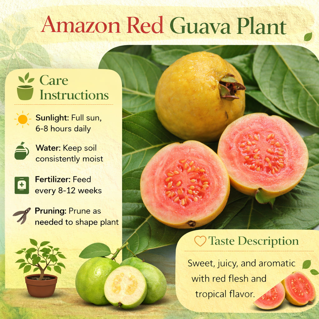 Amazon Red Guava Air Layered Healthy Fruit Plant
