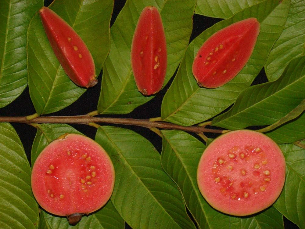 Amazon Red Guava Air Layered Healthy Fruit Plant