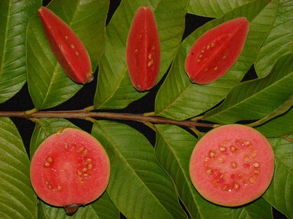 Amazon Red Guava Air Layered Healthy Fruit Plant
