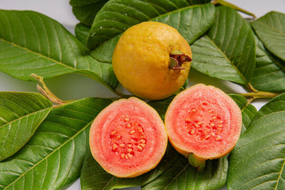 Amazon Red Guava Air Layered Healthy Fruit Plant