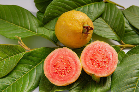 Amazon Red Guava Air Layered Healthy Fruit Plant
