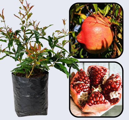 Ambrosia Pomegranate Grafted Fruit Plant – High Yielding Sweet Juicy Anar Tree Variety